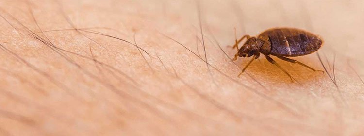 Bed bugs control in Melbourne