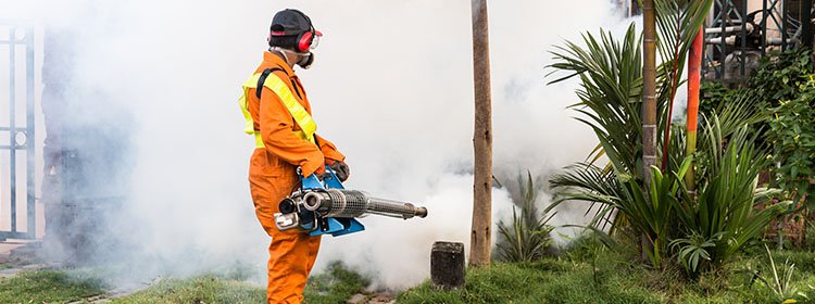 wasp nest removal Melbourne