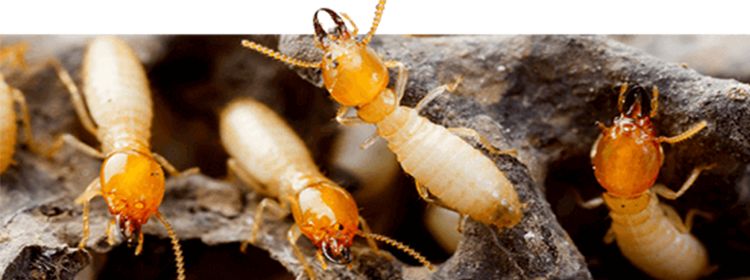 Termite Pest Control Melbourne