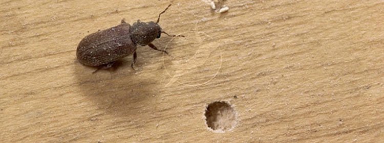 Wood Borer Solution in Melbourne