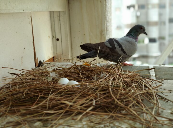 Bird Nest Removal in Melbourne