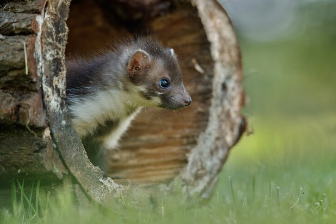 Possums Pest Control In Melbourne