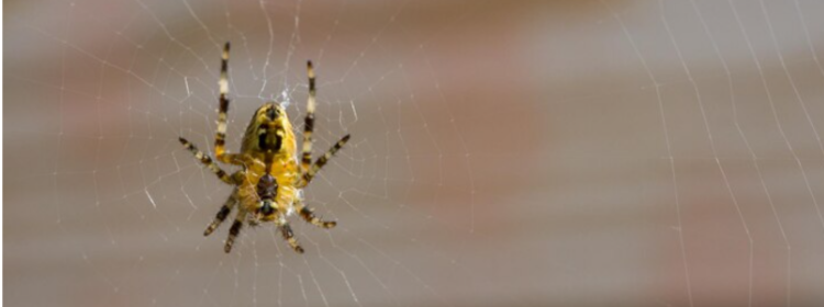 Spider Pest Control in Melbourne