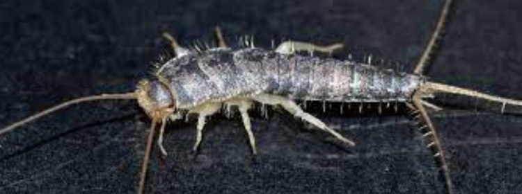 Silverfish Pest Control in Melbourne