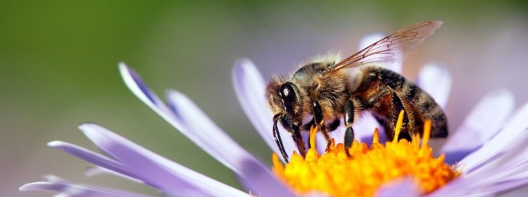 Bee Removal Melbourne