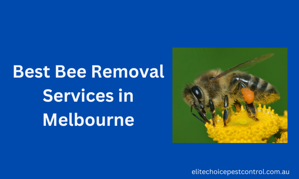 Best Bee Removal Services Melbourne