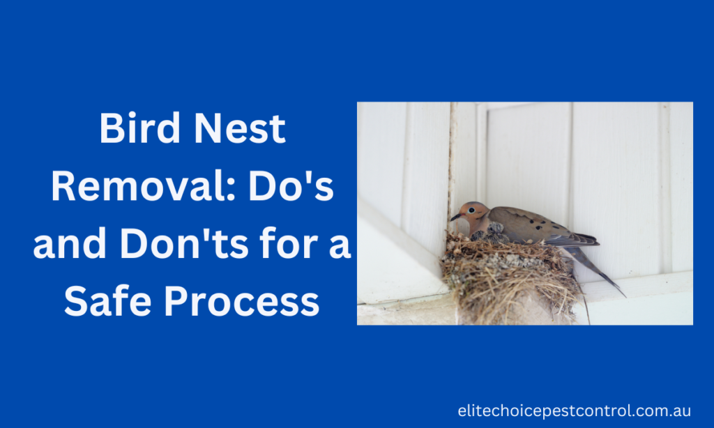 Bird Nest Removal Do's and Don'ts for a Safe Process