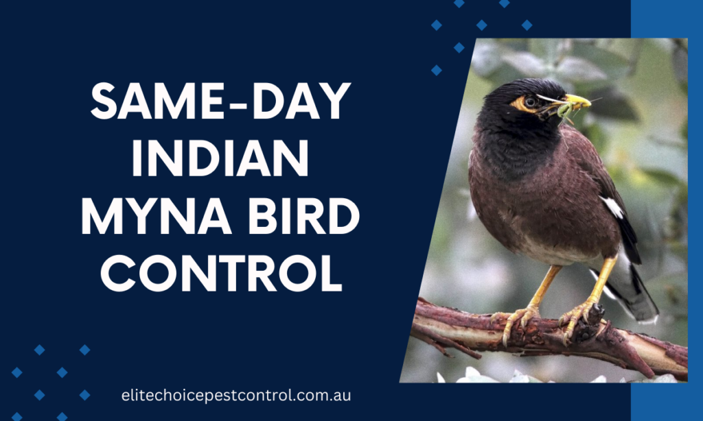 Same-day Indian myna bird control Melbourne