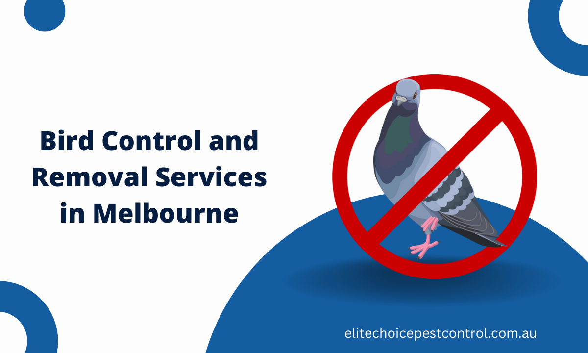 Bird Control and Removal Services in Melbourne