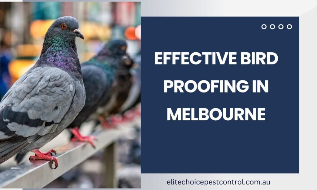 Effective Bird Proofing in Melbourne