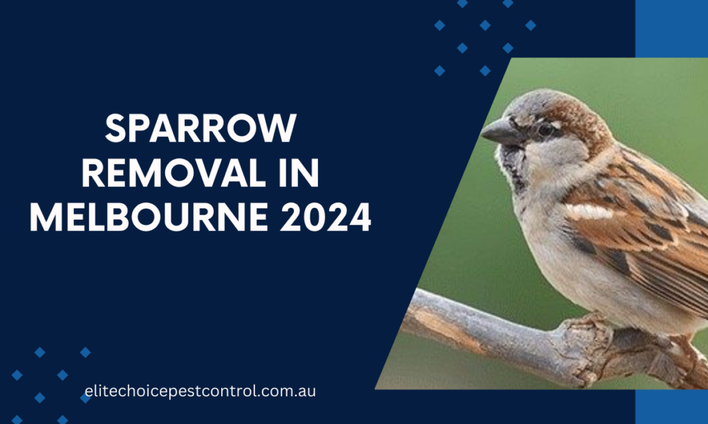 Effective Sparrow Removal in Melbourne 2024