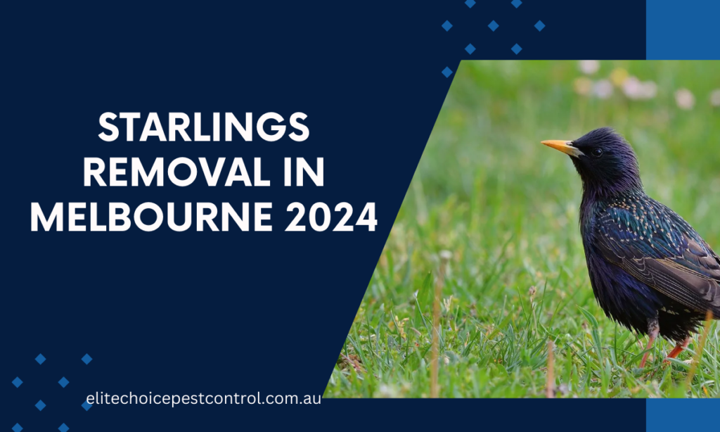 Effective Starlings Removal in Melbourne 2024