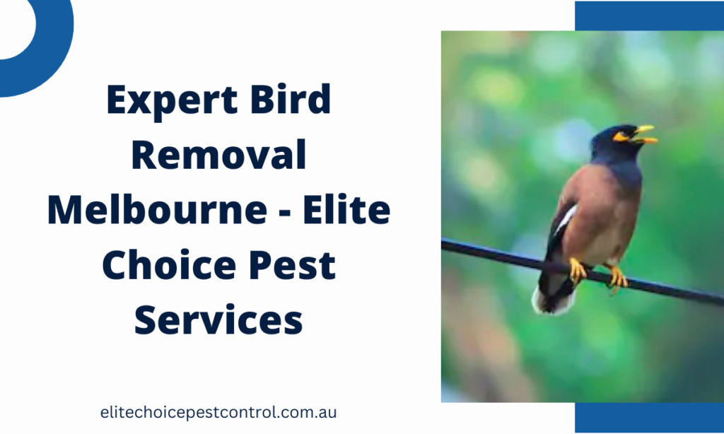 Expert Bird Removal Melbourne - Elite Choice Pest Services