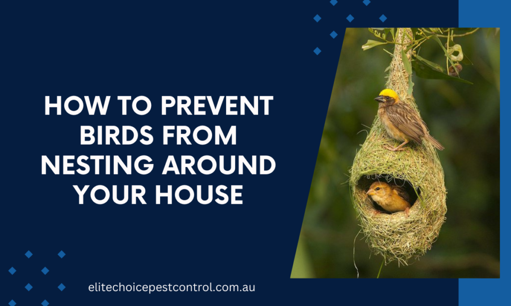 How to Prevent Birds from Nesting Around Your House