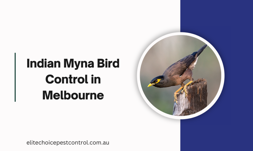 Indian Myna Bird Control in Melbourne