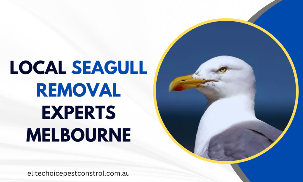 Local Seagull Removal Experts Melbourne