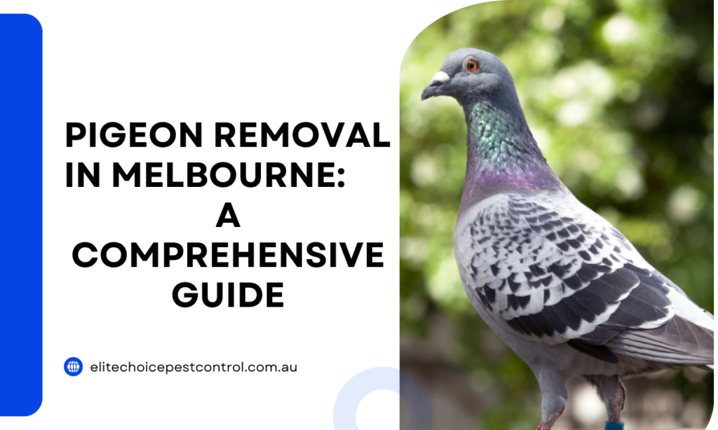 Pigeon Removal in Melbourne A Comprehensive Guide