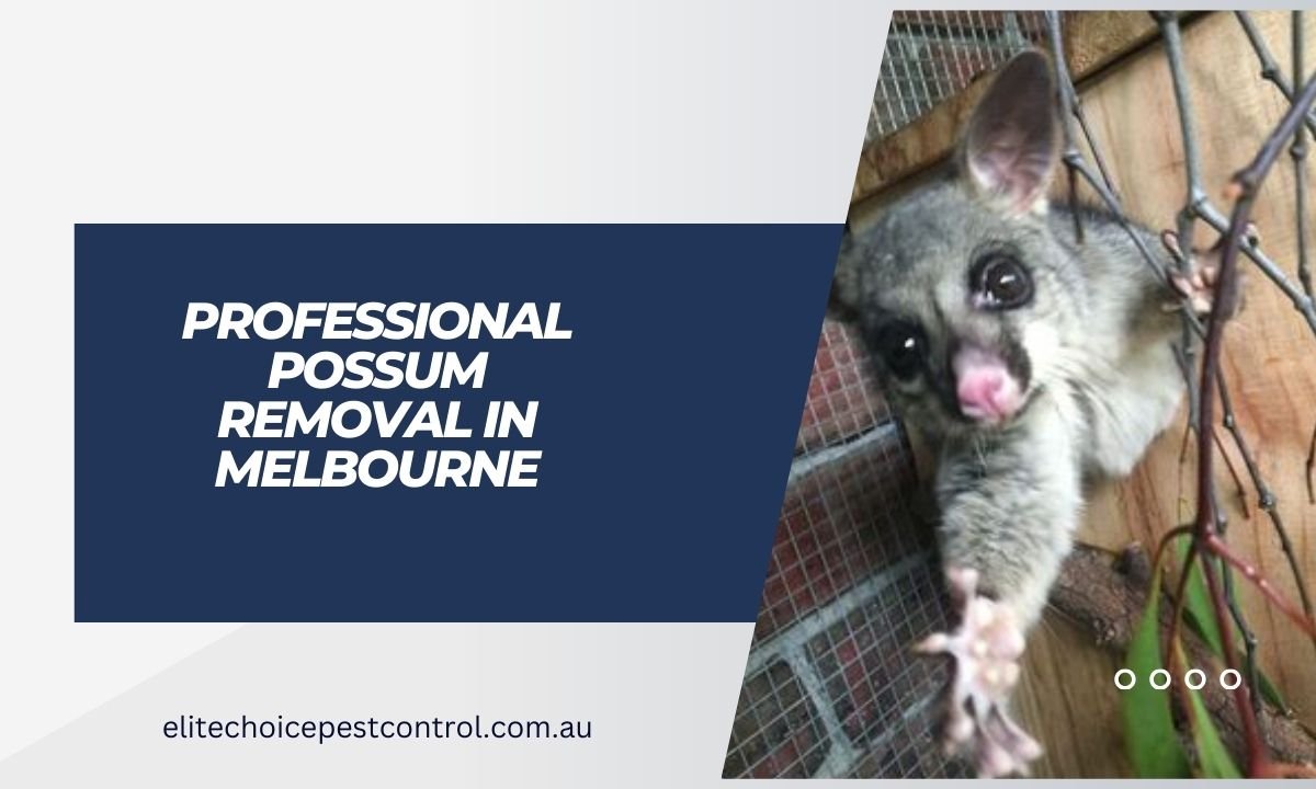 Professional Possum Removal in Melbourne