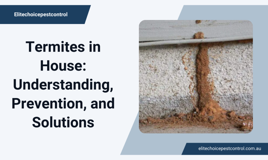 Termites in House Understanding, Prevention, and Solutions