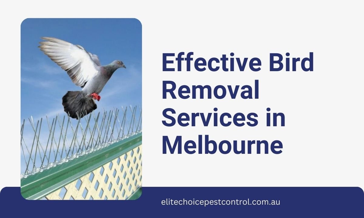 Effective Bird Removal Services in Melbourne