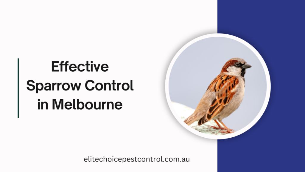 Effective Sparrow Control in Melbourne