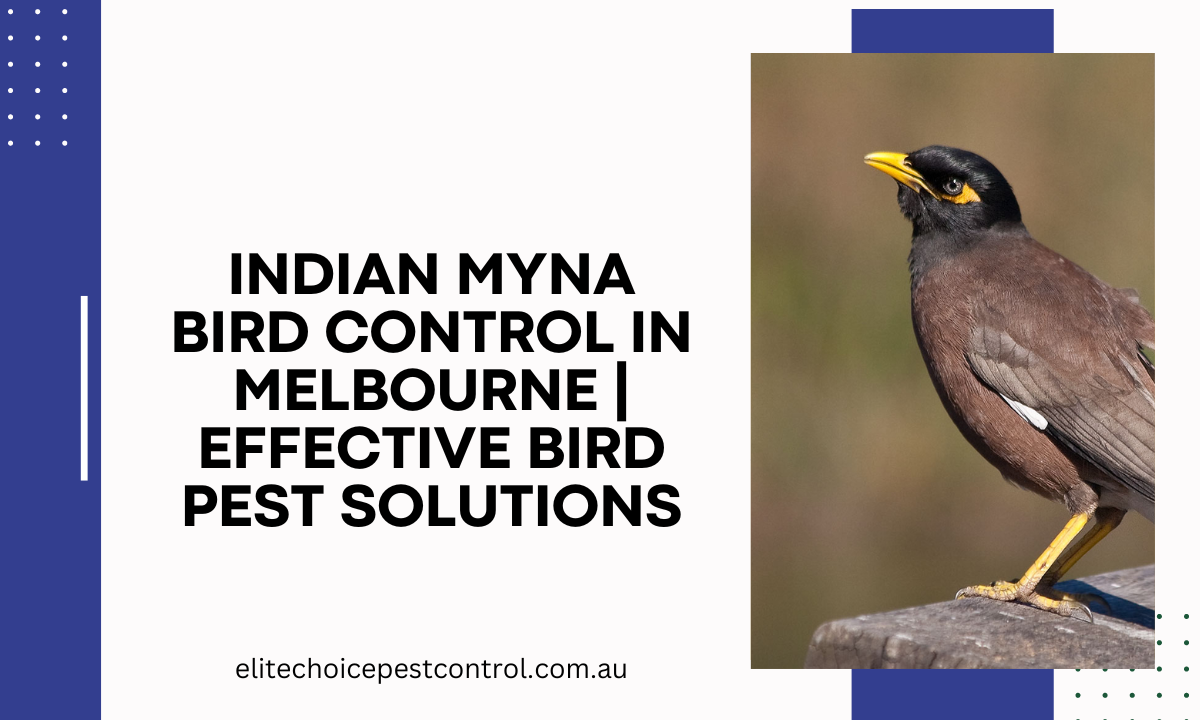 Indian Myna Bird Control Melbourne | Effective Bird Pest Solutions